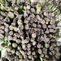精品头刀韭菜