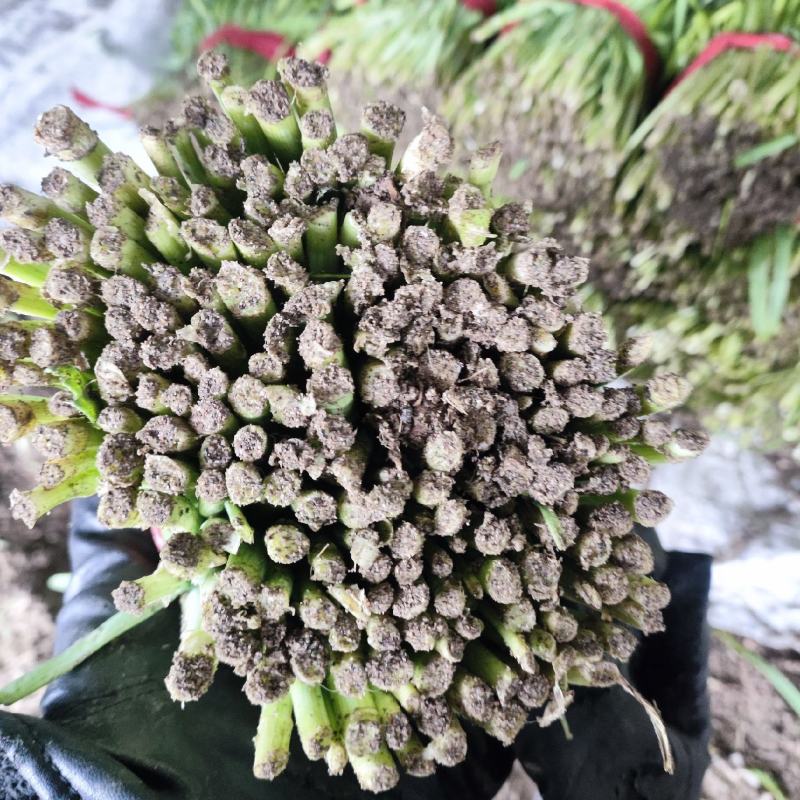 精品二刀韭菜精品货需要联系
