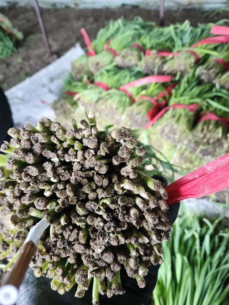 精品二刀韭菜精品货需要联系