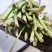 精品二刀韭菜精品需要联系我