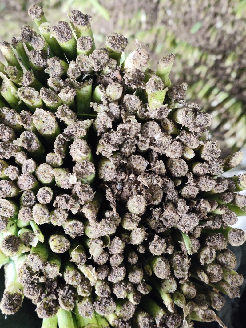 精品二刀韭菜精品需要联系我