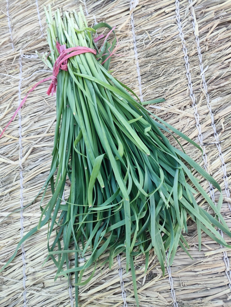 精品二刀韭菜精品需要联系我