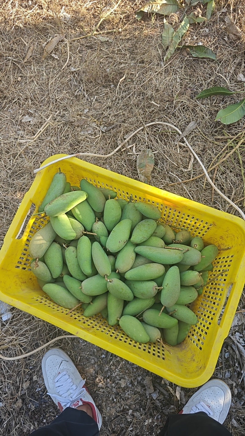 海南象牙芒果档口货也有一件代发批发和零售