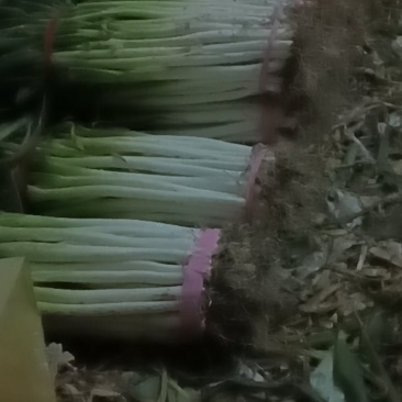 大葱