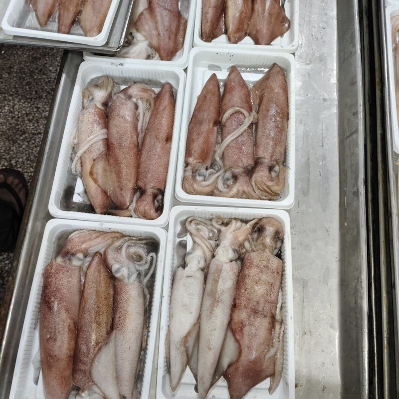 船冻鱿鱼