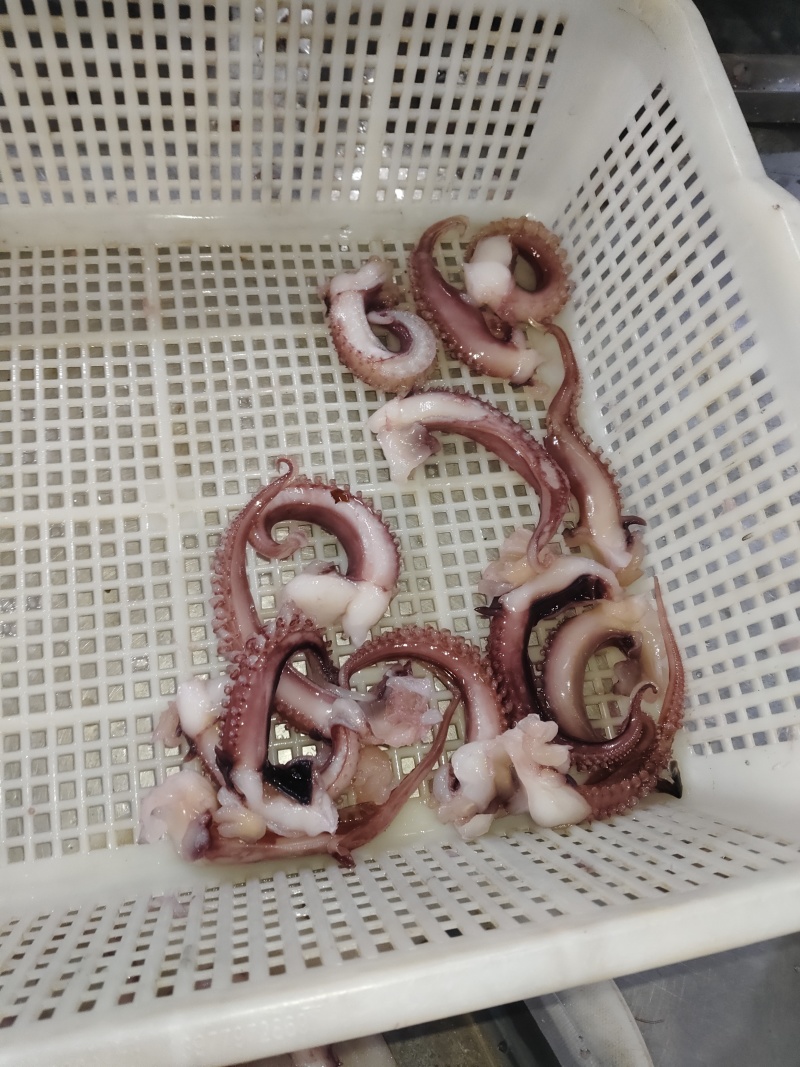 船冻鱿鱼