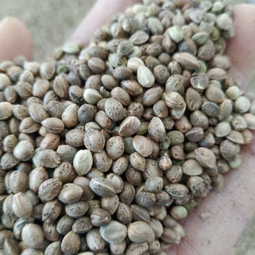小颗粒麻子颗粒饱满，无杂质。