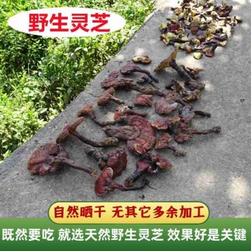 四川野生赤灵芝野生灵芝野生正品山货