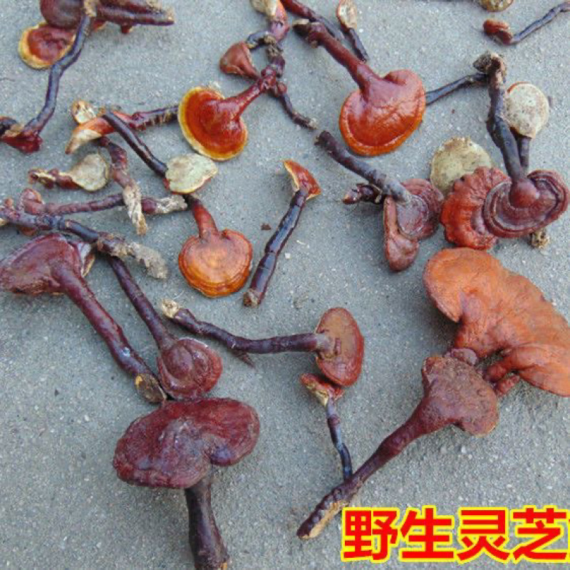 四川野生赤灵芝野生灵芝野生正品山货