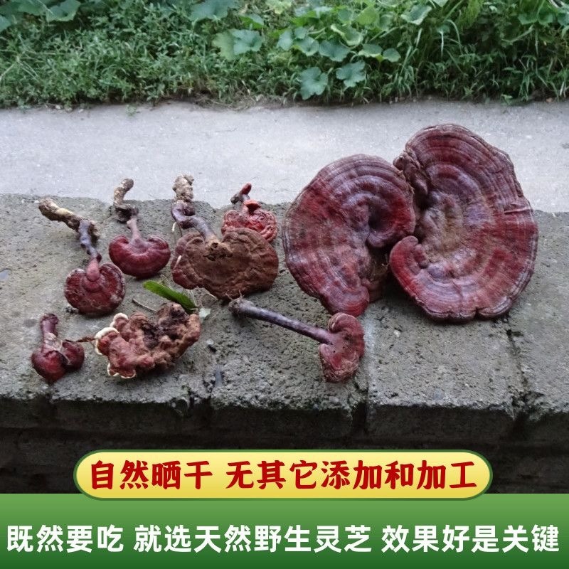 四川野生赤灵芝野生灵芝野生正品山货
