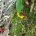 四川野生赤灵芝野生灵芝野生正品山货