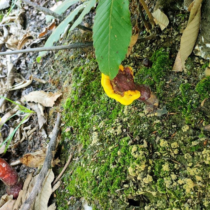 四川野生赤灵芝野生灵芝野生正品山货
