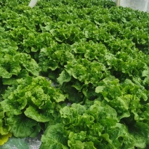 意大利生菜