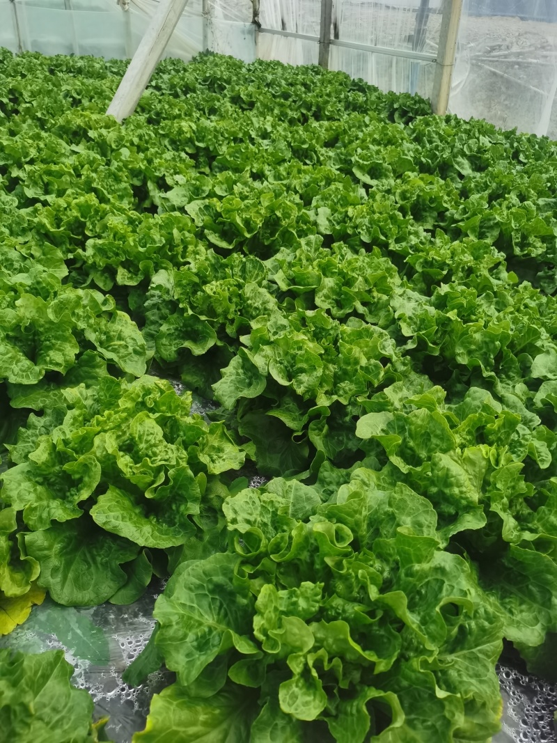 意大利生菜