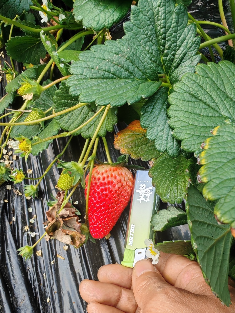 精品久香很漂亮哦