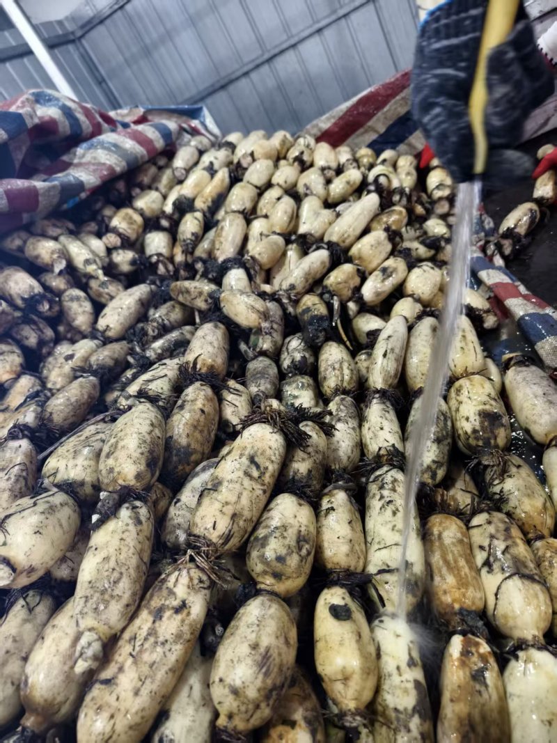 陕西合阳县黄河滩莲菜大量批发
