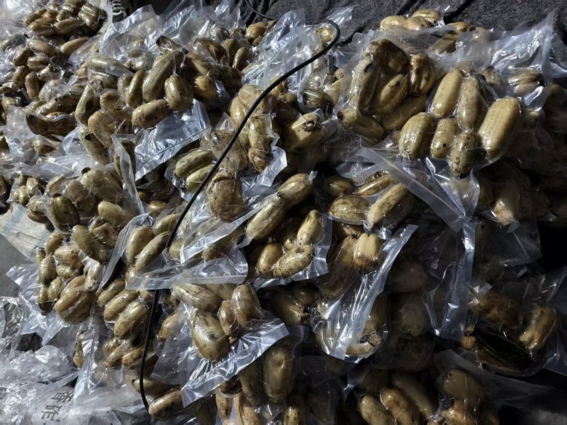 陕西合阳县黄河滩莲菜大量批发