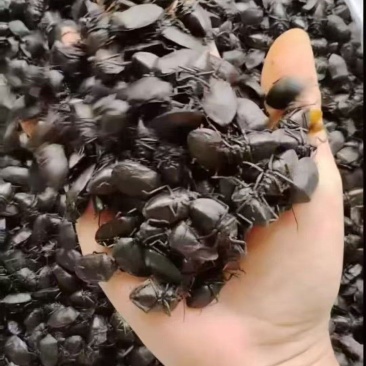 野生九香虫