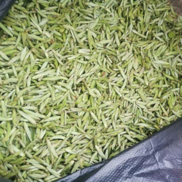 早春茶