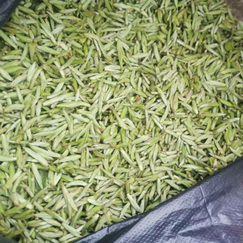 早春茶