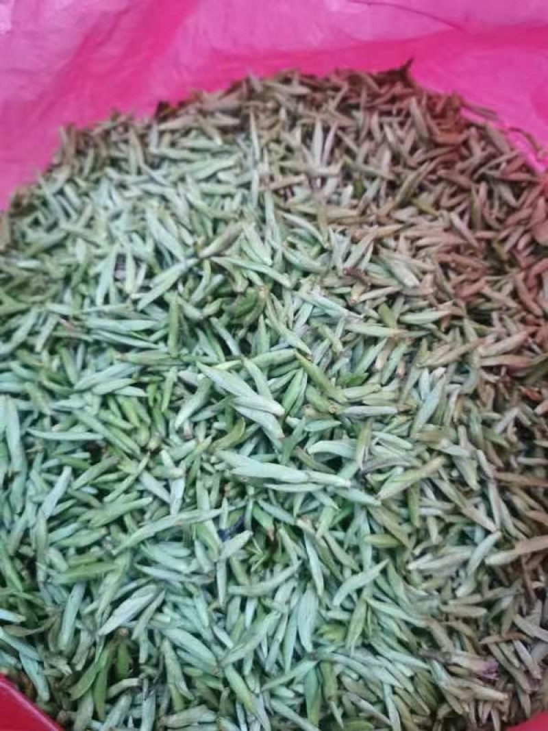 早春茶