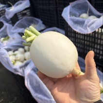 圆萝卜冬不老