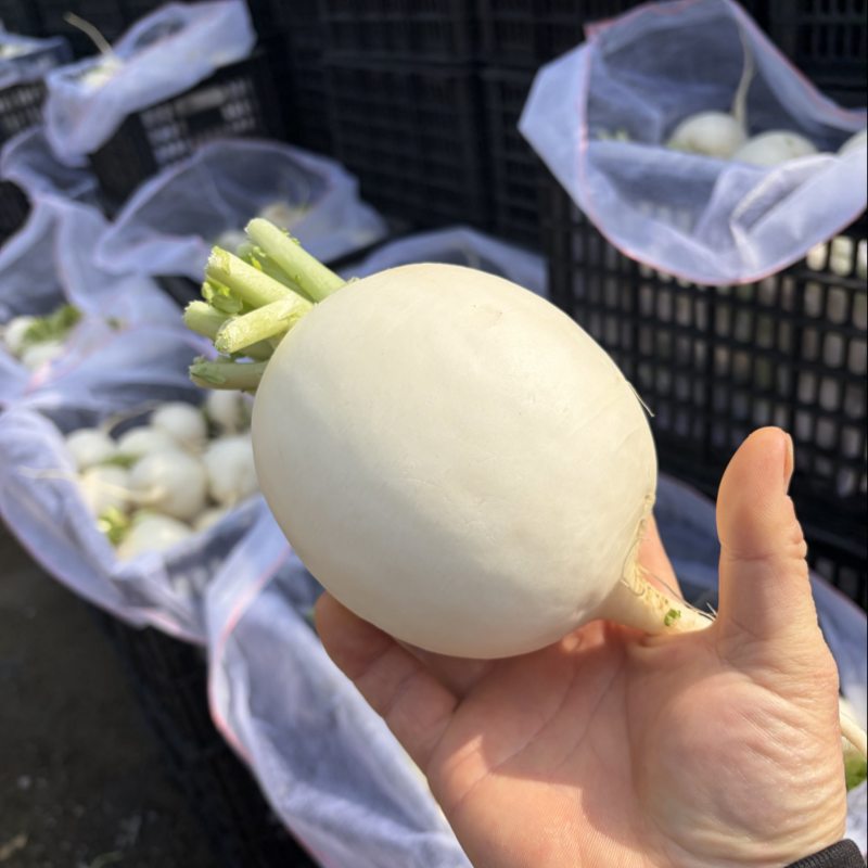 圆萝卜冬不老