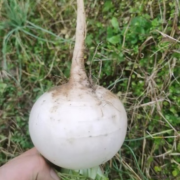 泥萝卜(圆萝卜冬不老)泡菜菜萝卜