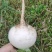 泥萝卜(圆萝卜冬不老)泡菜菜萝卜