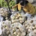 泥萝卜(圆萝卜冬不老)泡菜菜萝卜