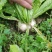 泥萝卜(圆萝卜冬不老)泡菜菜萝卜