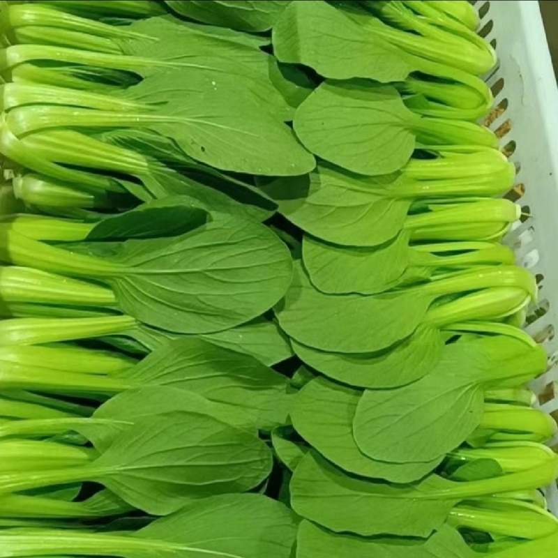 【实力商家】产地直发【诚信经营】保质保量【量大从优】油菜