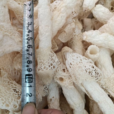 织金红托竹荪
