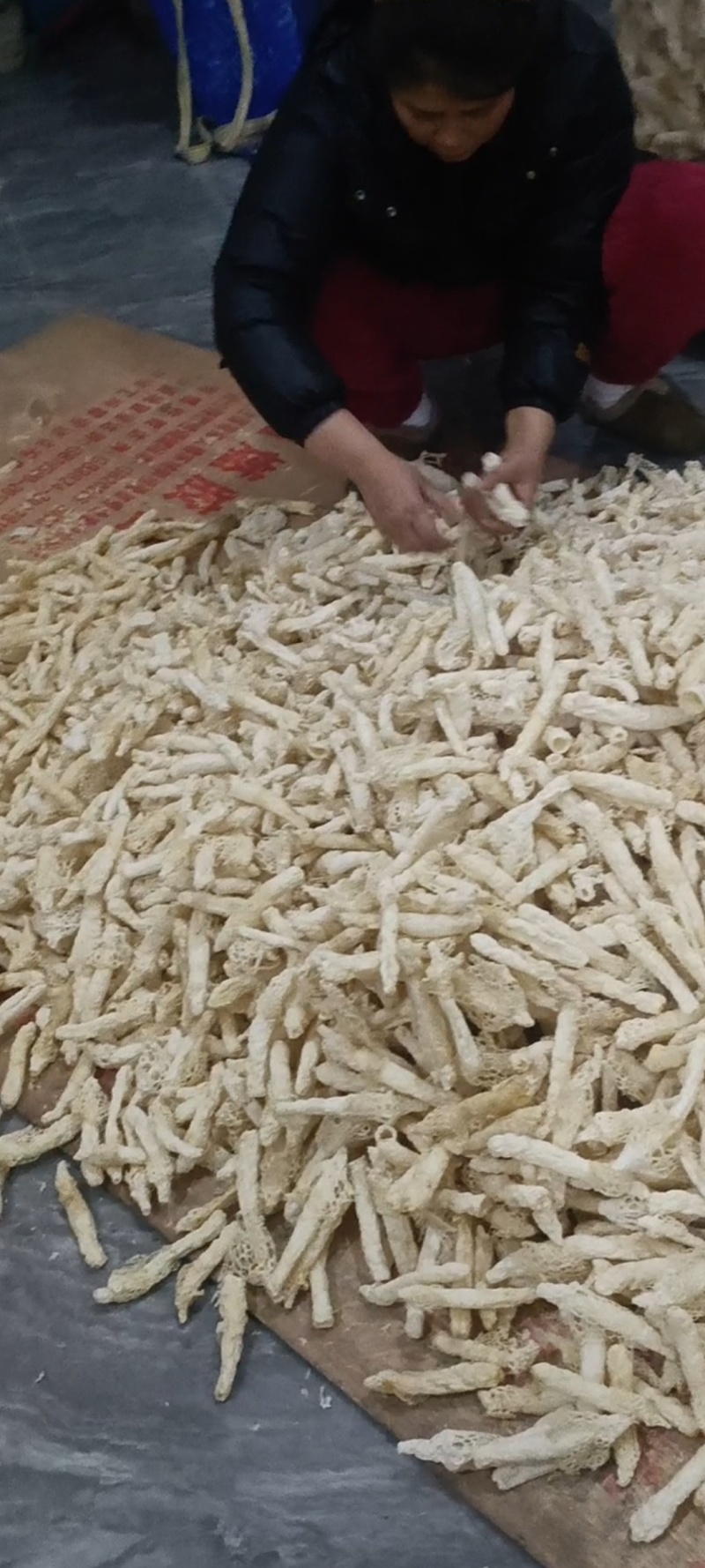 织金红托竹荪