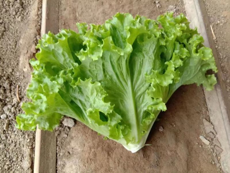 【实力商家】产地直发【诚信经营】质量上乘【诚实守信】生菜