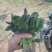 菠菜