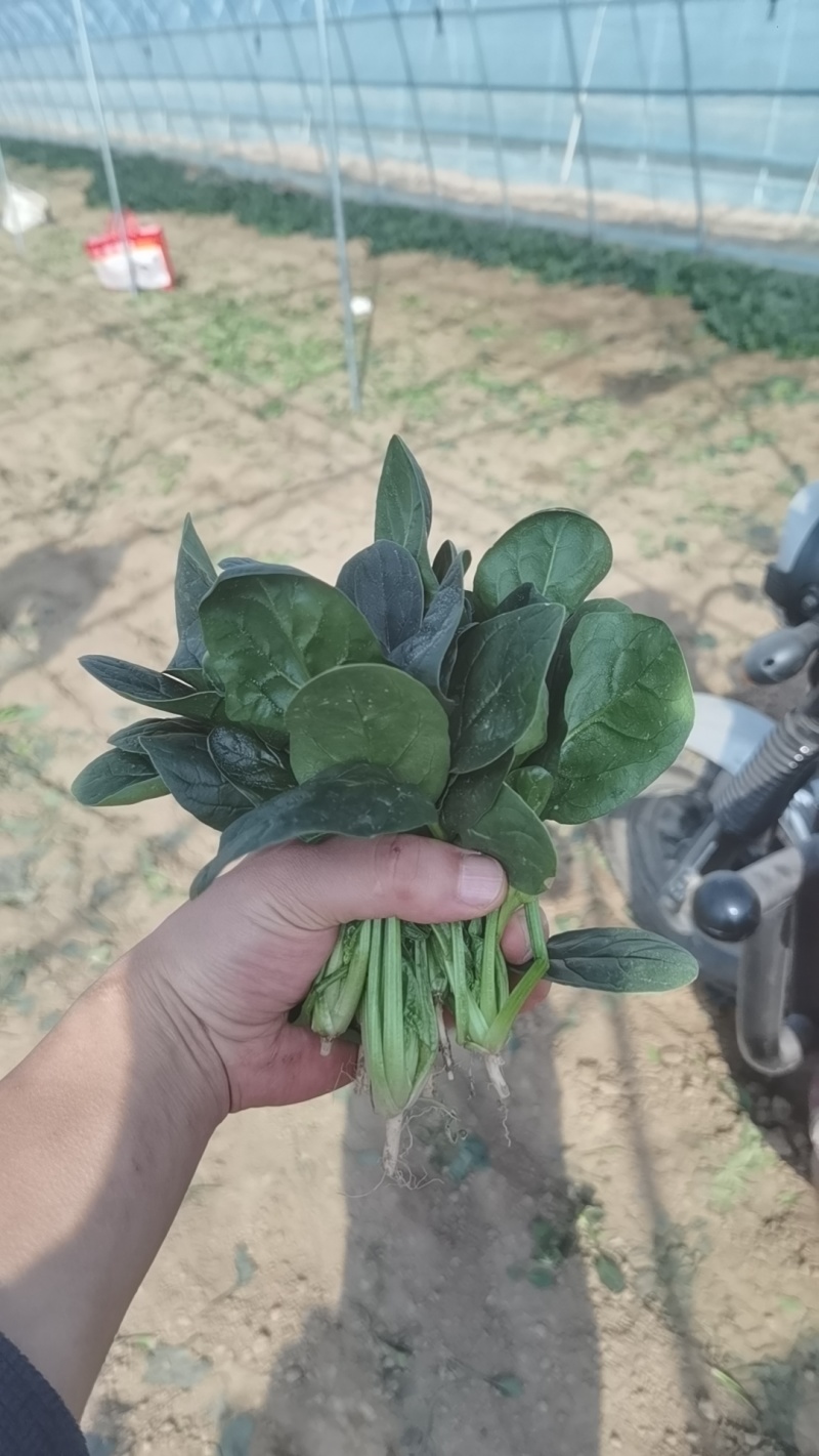菠菜