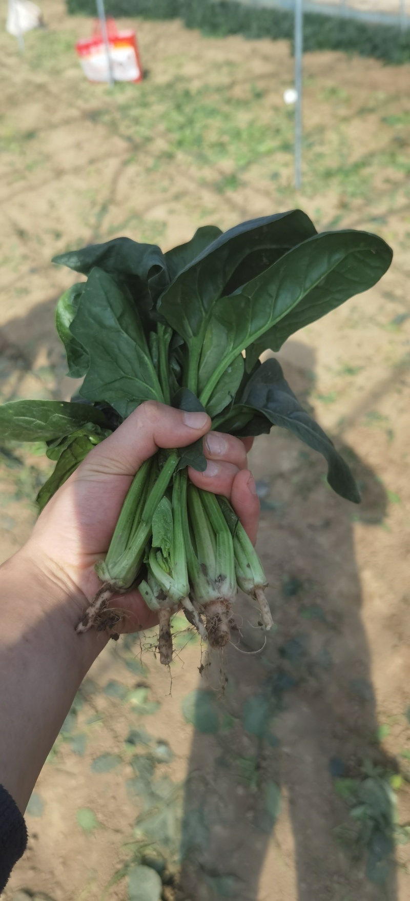 菠菜