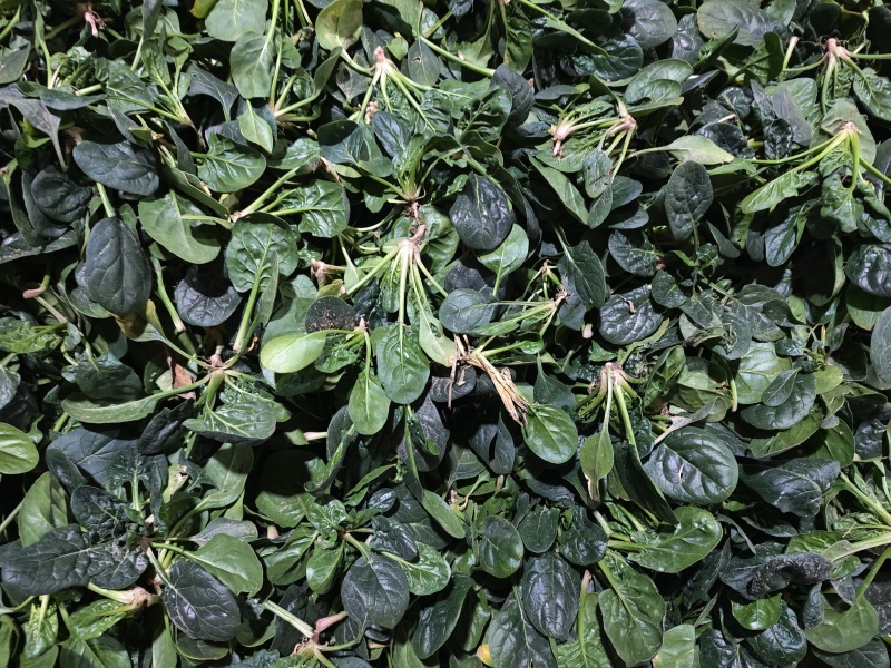 河南趴地菠菜