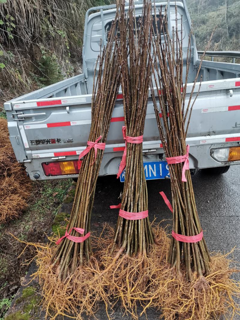 厚皮川黄柏苗
