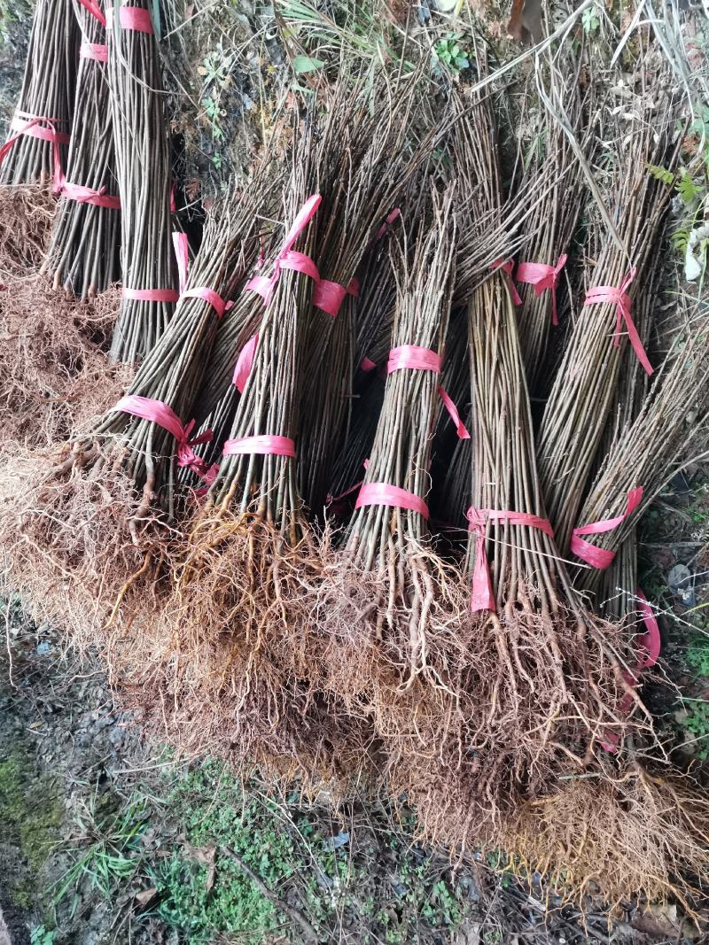 厚皮川黄柏苗