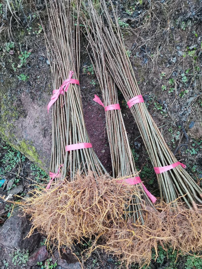厚皮川黄柏苗