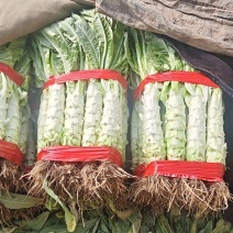 新泰生菜