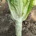 新泰生菜
