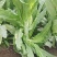 新泰生菜