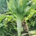新泰生菜