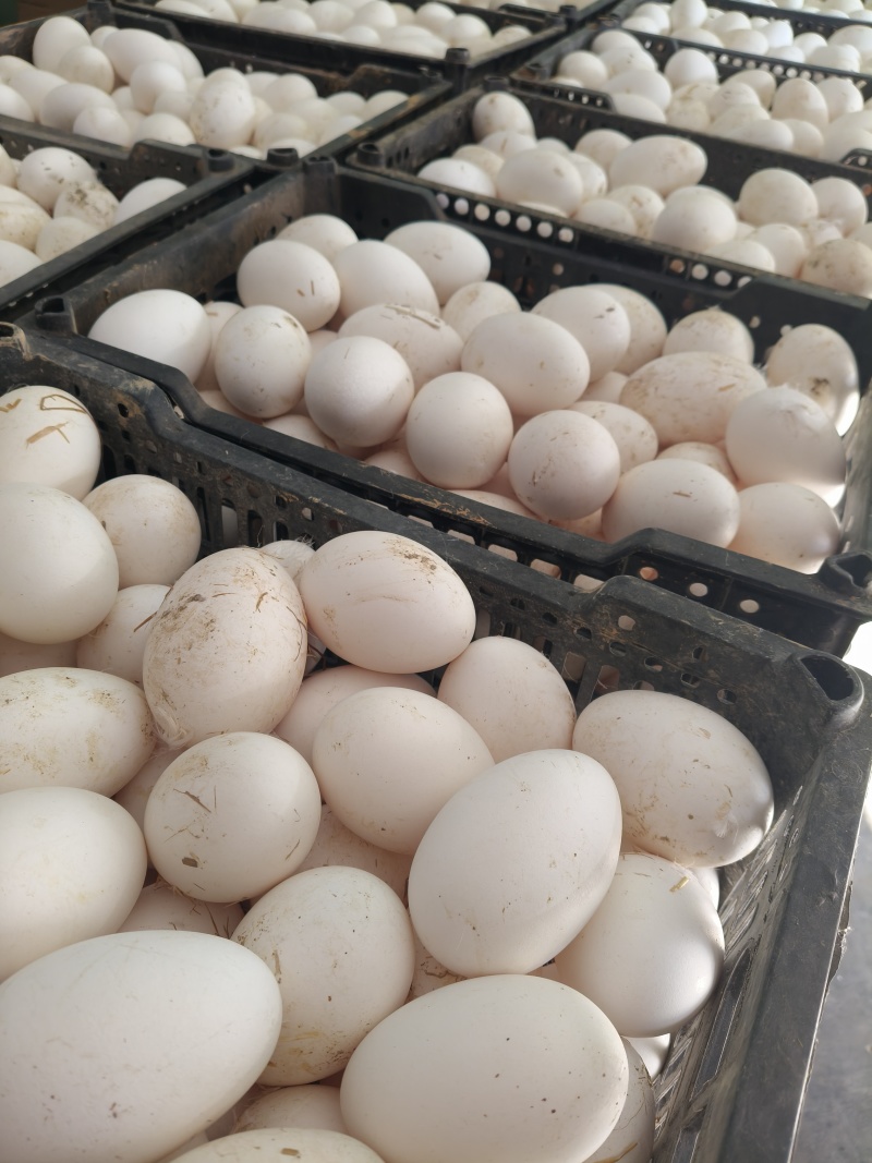 农村散养土鹅蛋，纯粮食加蔬菜喂养，品质好营养美味