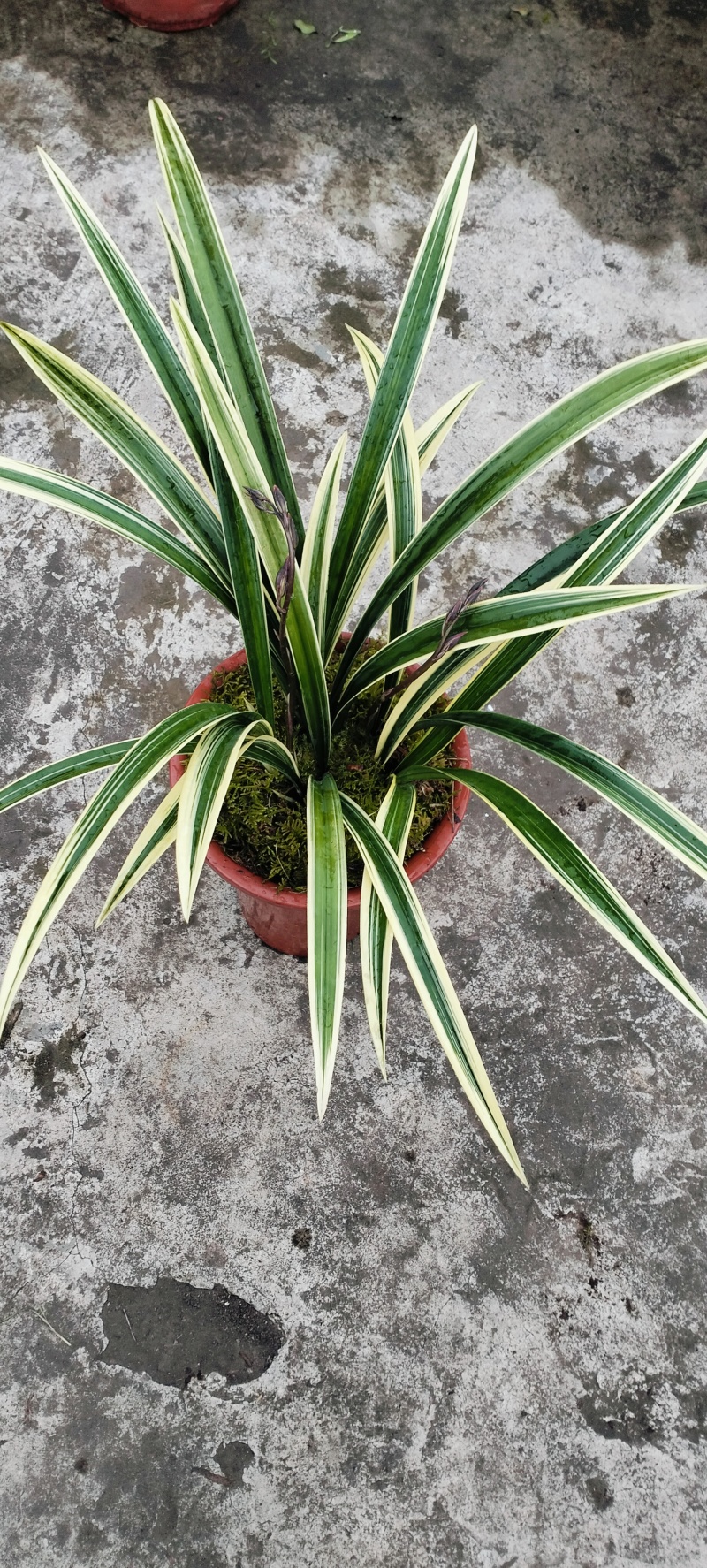 兰草，兰草花，兰草花