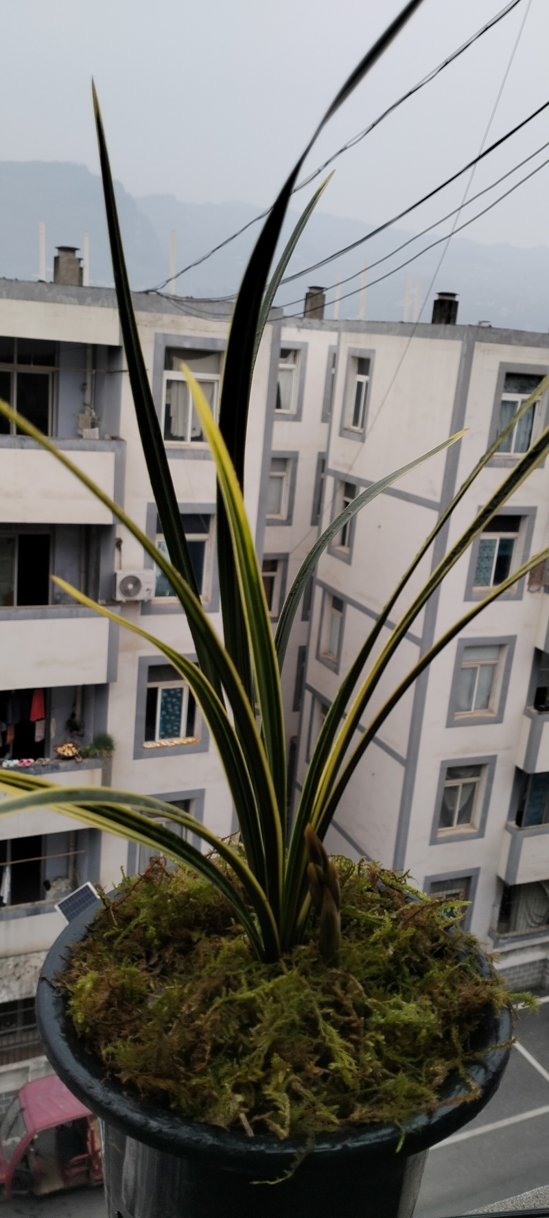 兰草，兰草花，兰草花