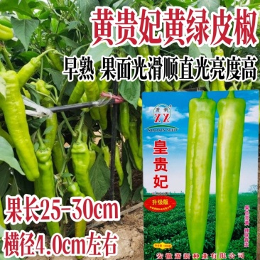 早熟大果牛角椒种子黄绿色光滑硬果型牛角椒种子原装正品保证